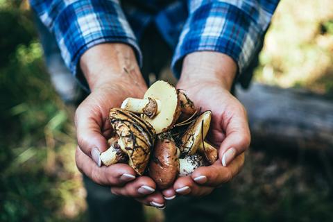 Close up of hands holding mushrooms.